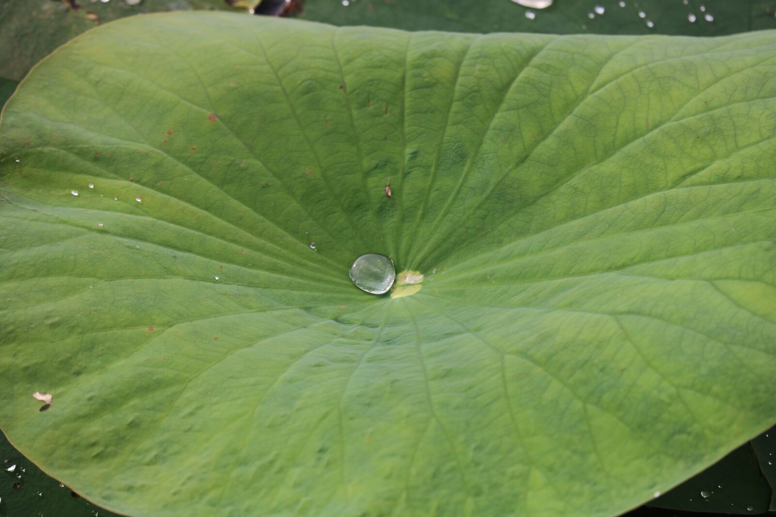 Canon EOS 750D (EOS Rebel T6i / EOS Kiss X8i) sample photo. Lily pad, water, pond photography