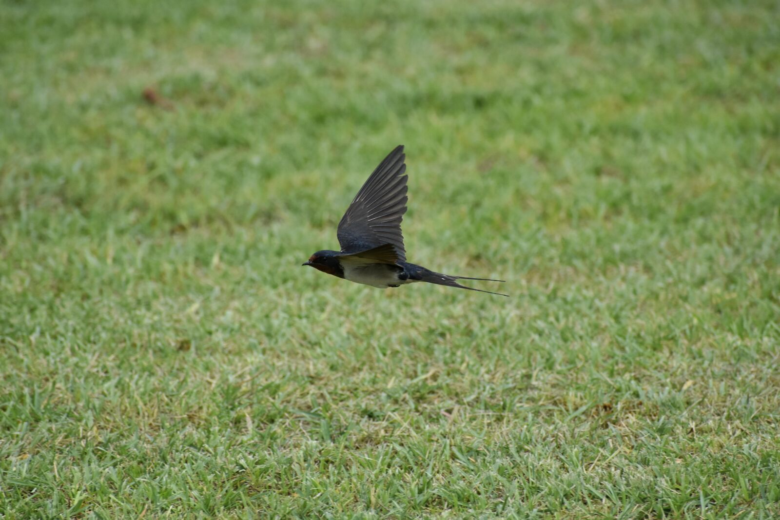 Nikon D7200 sample photo. Animal, park, lawn photography