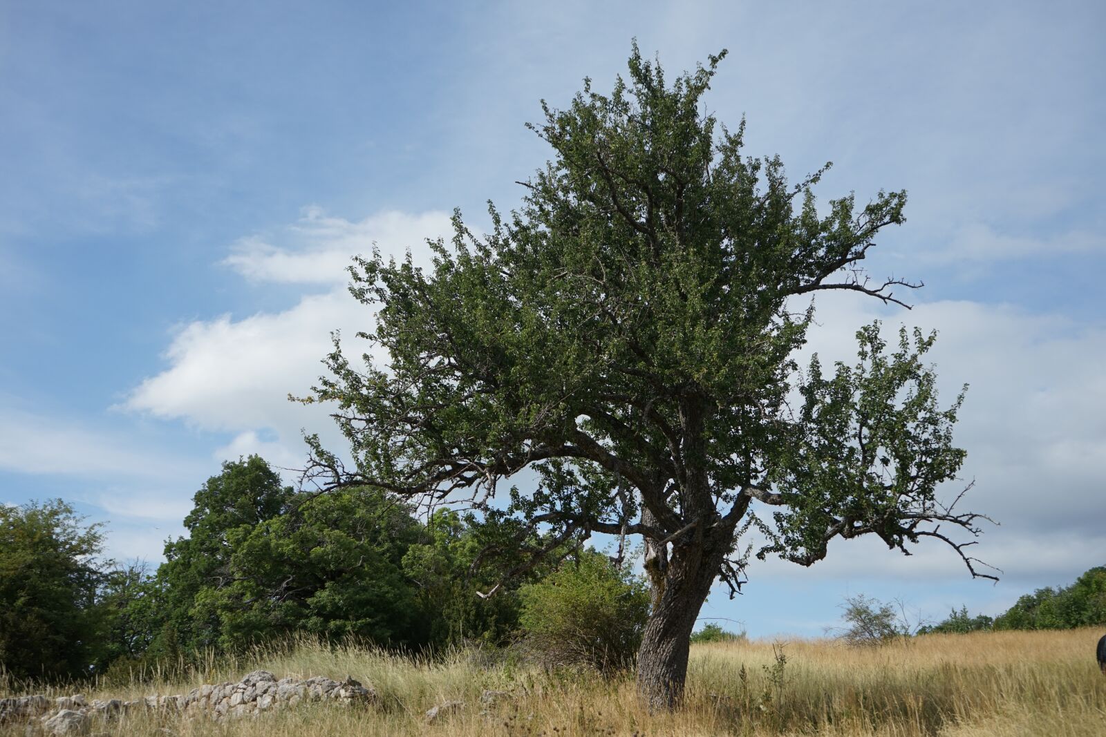 Sony a7 + Sony FE 28-70mm F3.5-5.6 OSS sample photo. Nature, prairie, landscape photography