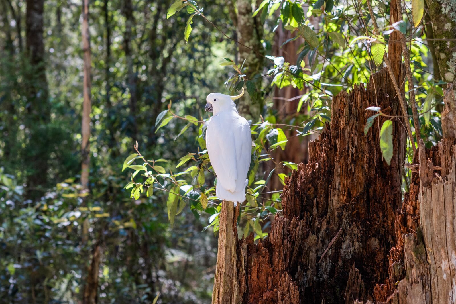 Nikon D750 sample photo. Sulphur-crested cockatoo, cockatoo, bird photography