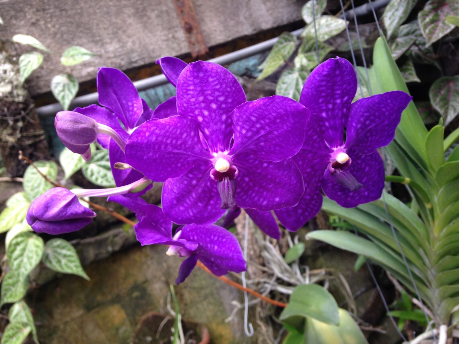 iPhone 5c back camera 4.12mm f/2.4 sample photo. Orchid, phacara delight, blue photography