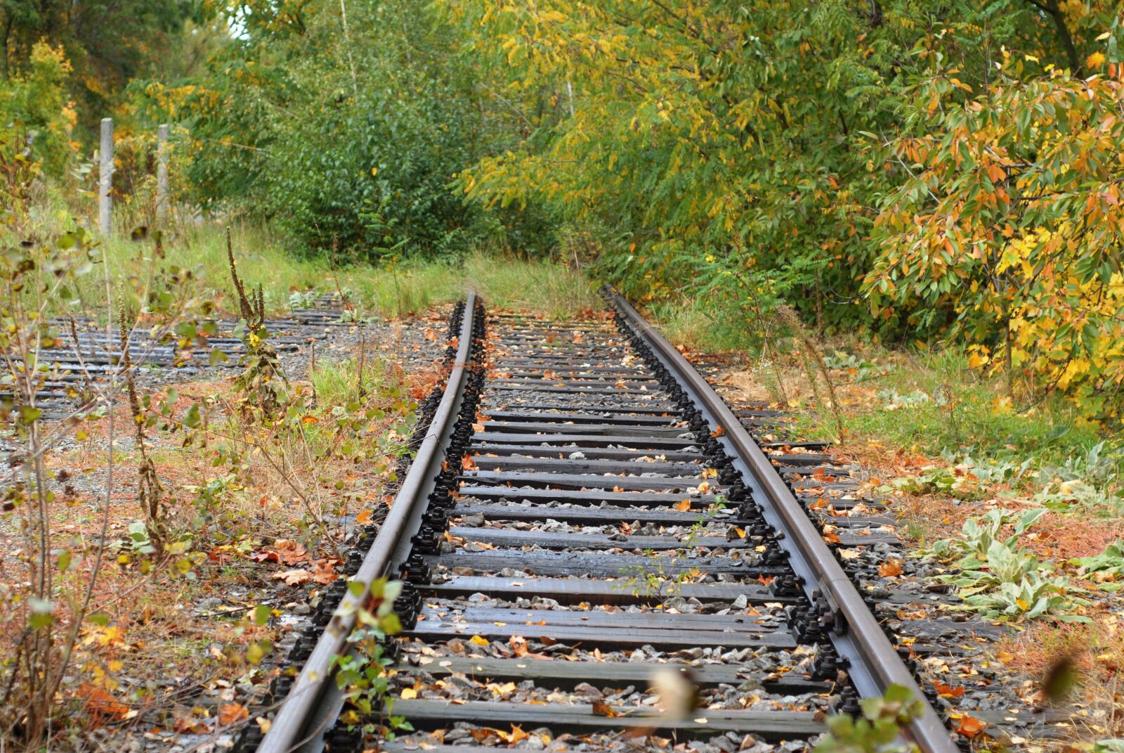 Nikon D200 sample photo. Autumn, track, the final photography