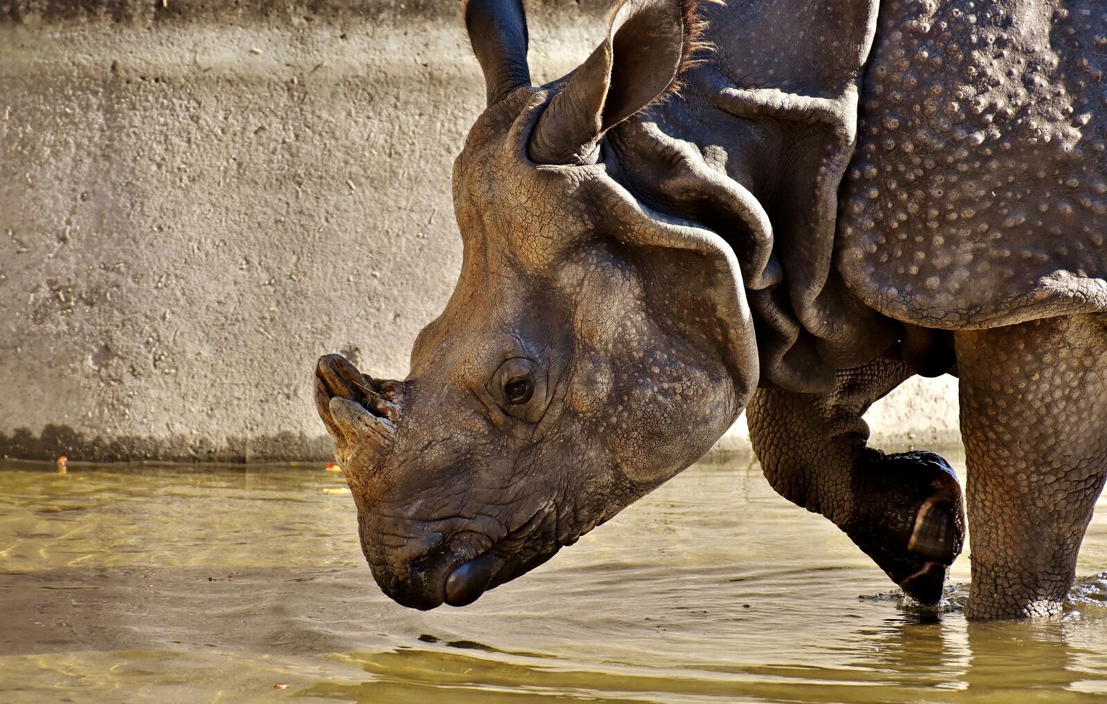 Nikon D7200 sample photo. Rhino, animal, animal world photography