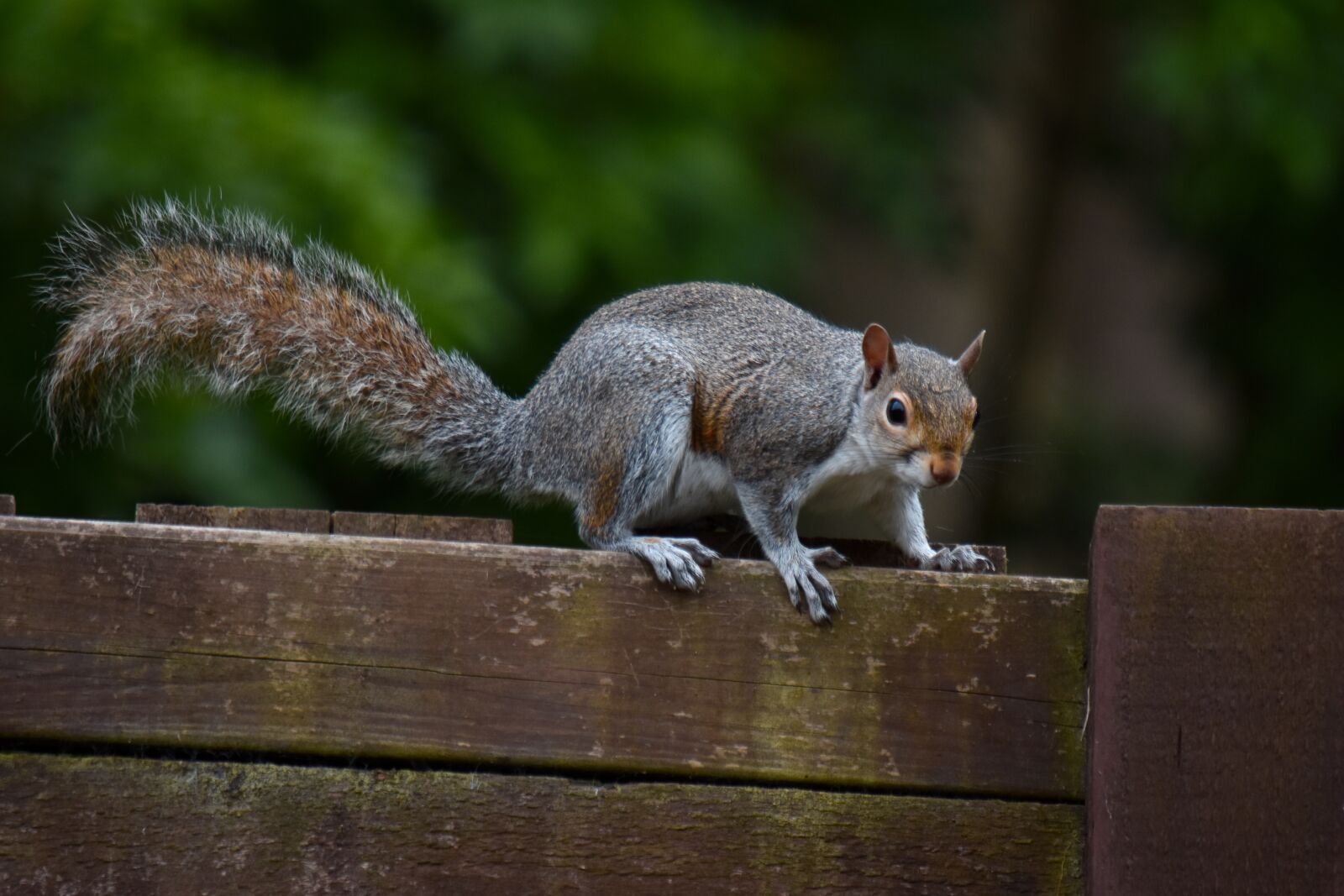 Nikon D7200 sample photo. Mammal, wildlife, squirrel photography