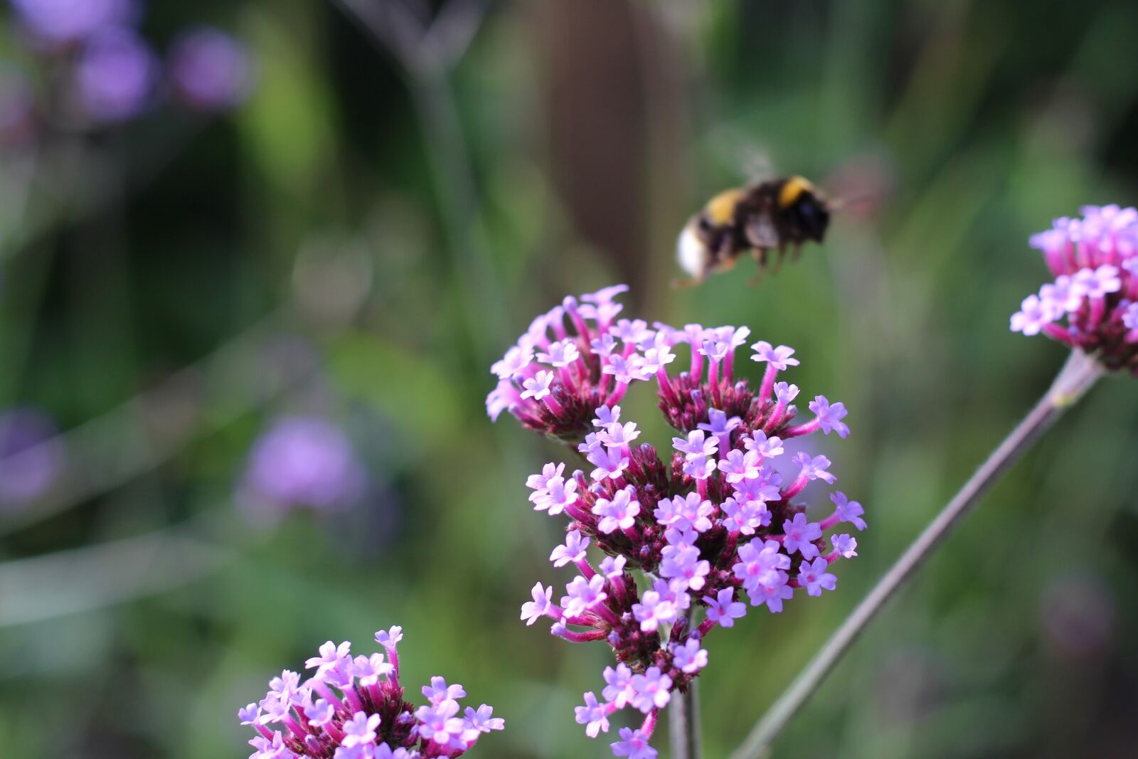 Canon EOS 1300D (EOS Rebel T6 / EOS Kiss X80) + Canon EF 50mm F1.8 STM sample photo. Bumblebee, bee, flying photography