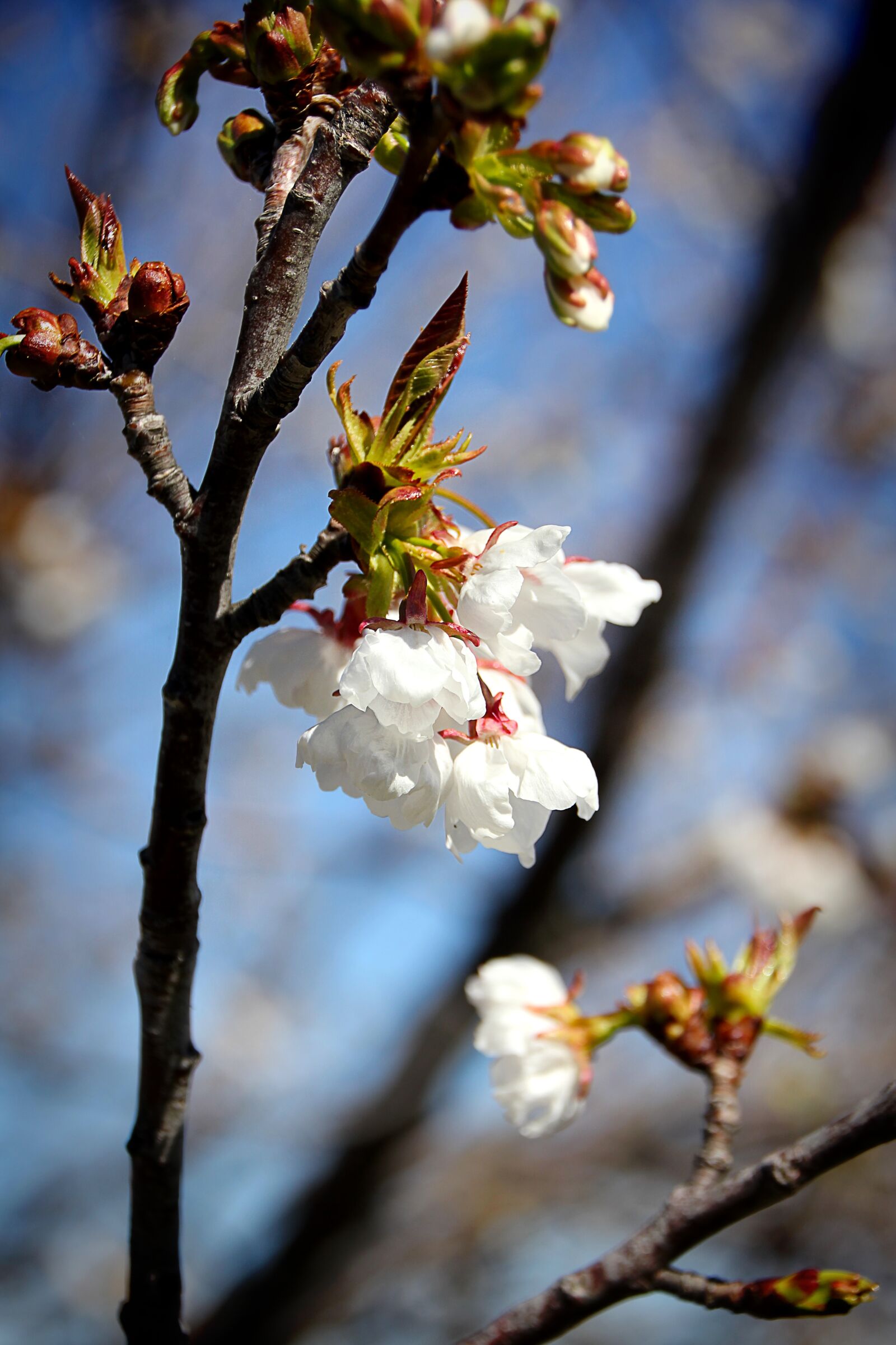 Canon EOS 550D (EOS Rebel T2i / EOS Kiss X4) sample photo. Cherry, blossom, bloom photography