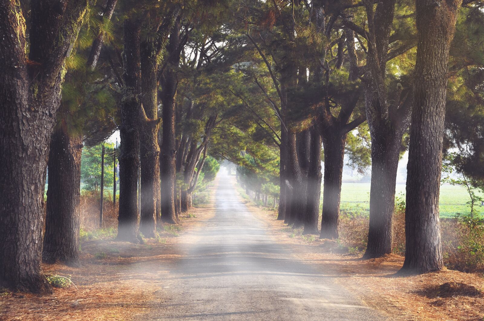 Nikon D7000 sample photo. Natural, landscape, forest photography
