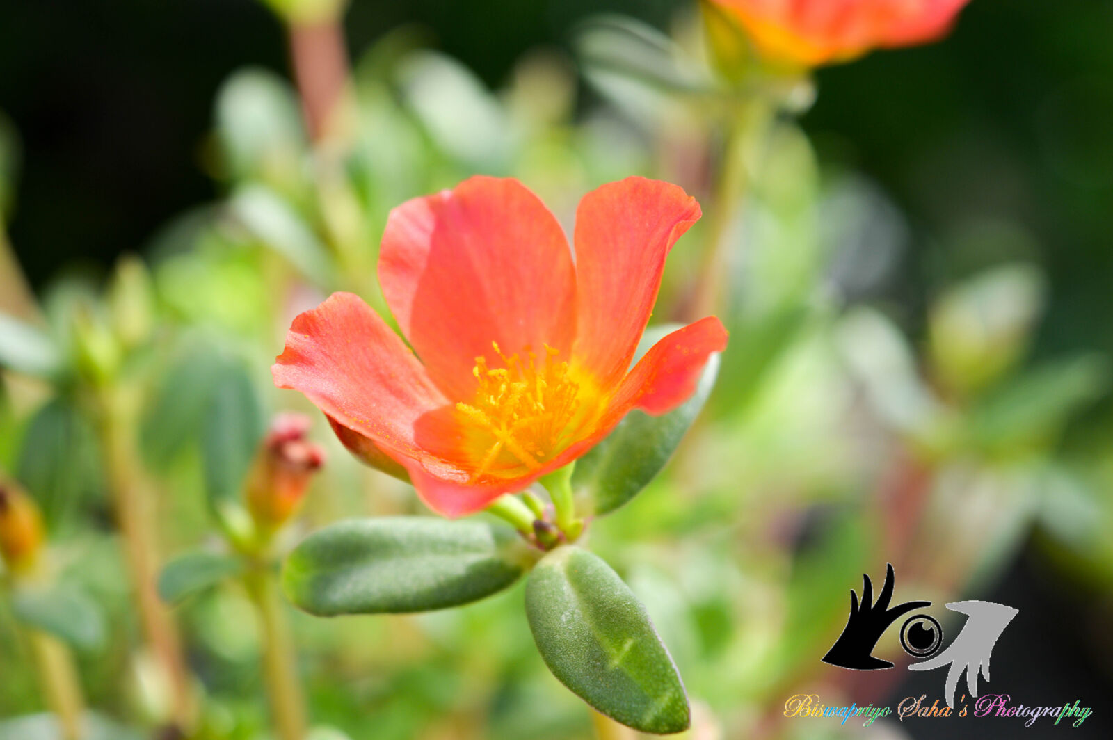 Nikon D3200 sample photo. Beautiful, flowers photography