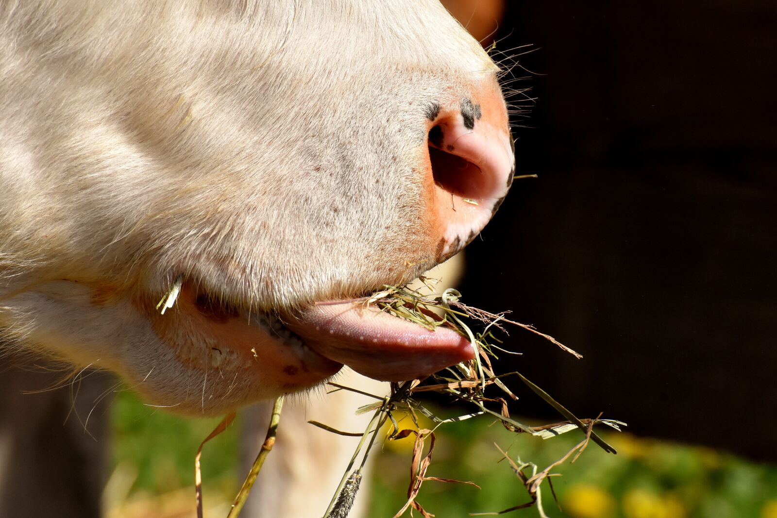 Nikon D7200 sample photo. Cow, calf, eat photography