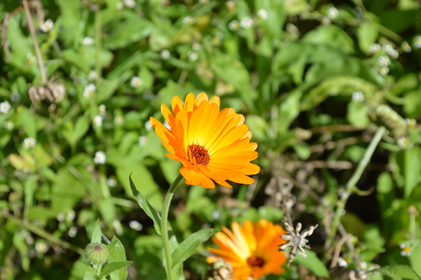 Nikon D3200 sample photo. Flower, yellow, summer photography
