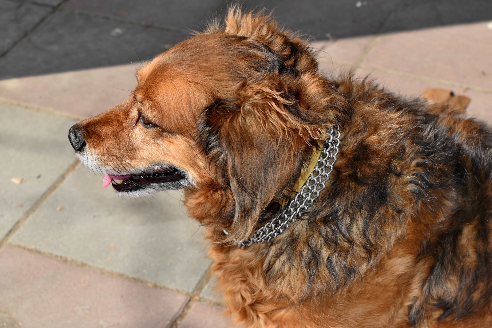 Nikon D5500 sample photo. Beautiful, dog, portrait, purebred photography