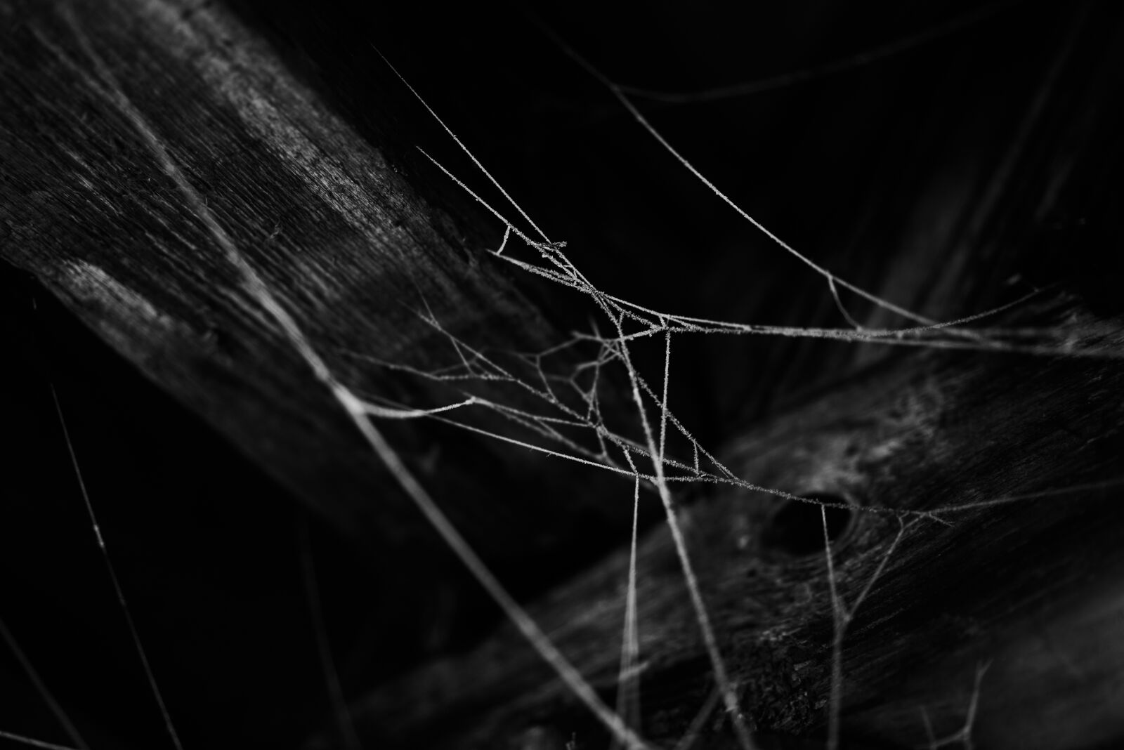 Sony Sonnar T* FE 55mm F1.8 ZA sample photo. Black and white, frosty photography
