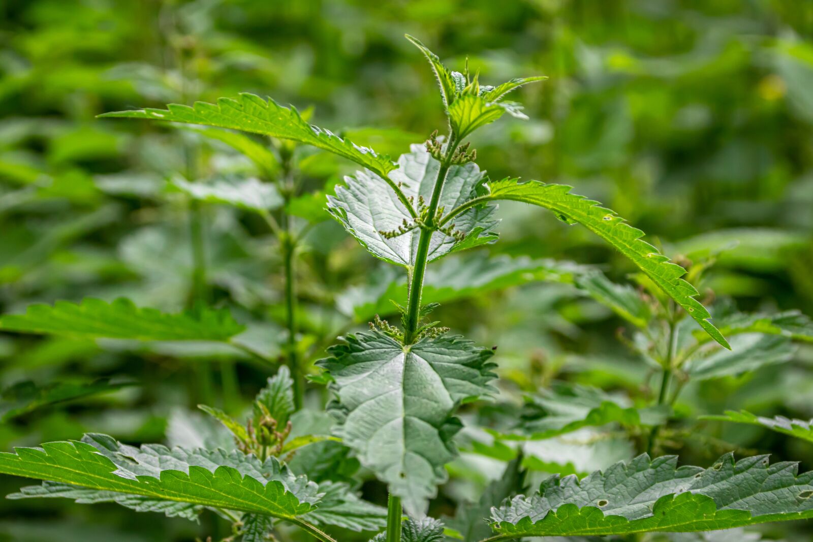 Canon EOS 80D sample photo. Plant, nature, leaf photography