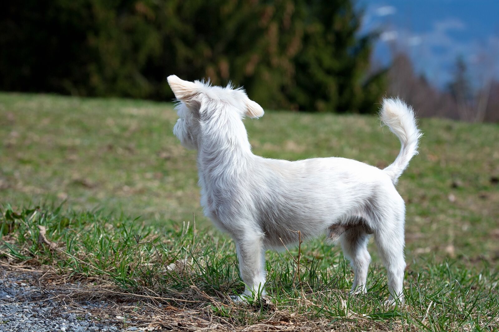 Nikon D7100 sample photo. Dog, white, small photography