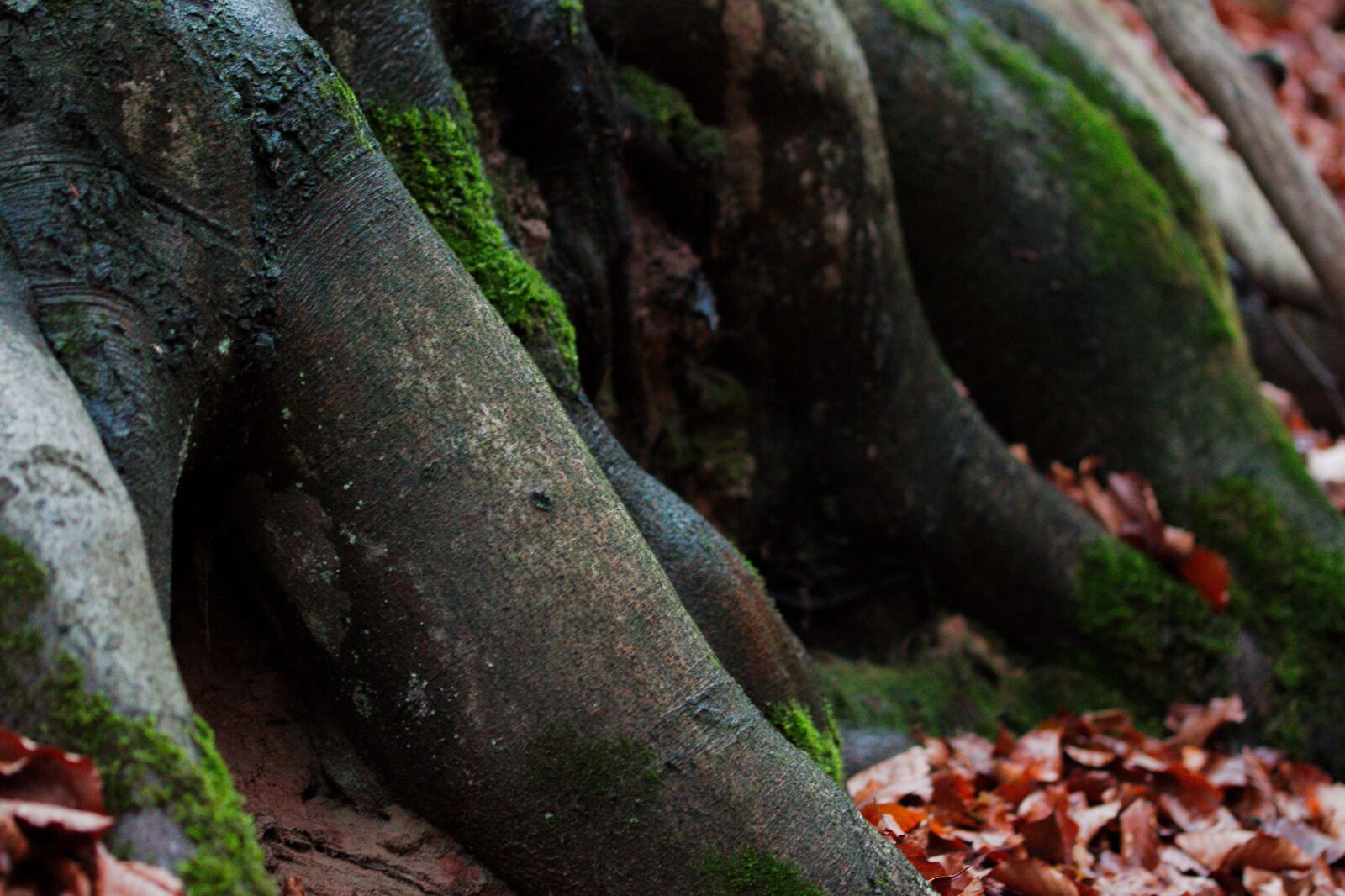 Canon EOS 70D sample photo. Nature, wood, tree photography
