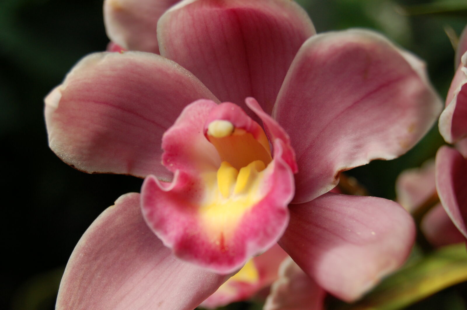 Nikon D50 + AF-S DX Zoom-Nikkor 18-55mm f/3.5-5.6G ED sample photo. Flowers, orchid, orchids, pink photography