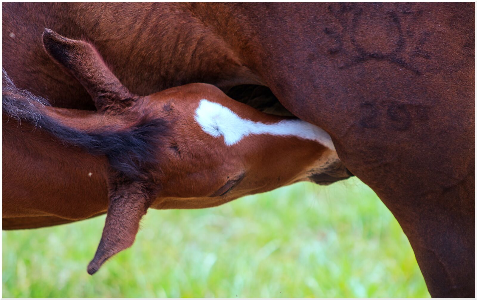 Canon EF75-300mm f/4-5.6 sample photo. Foal, mare, baby animal photography