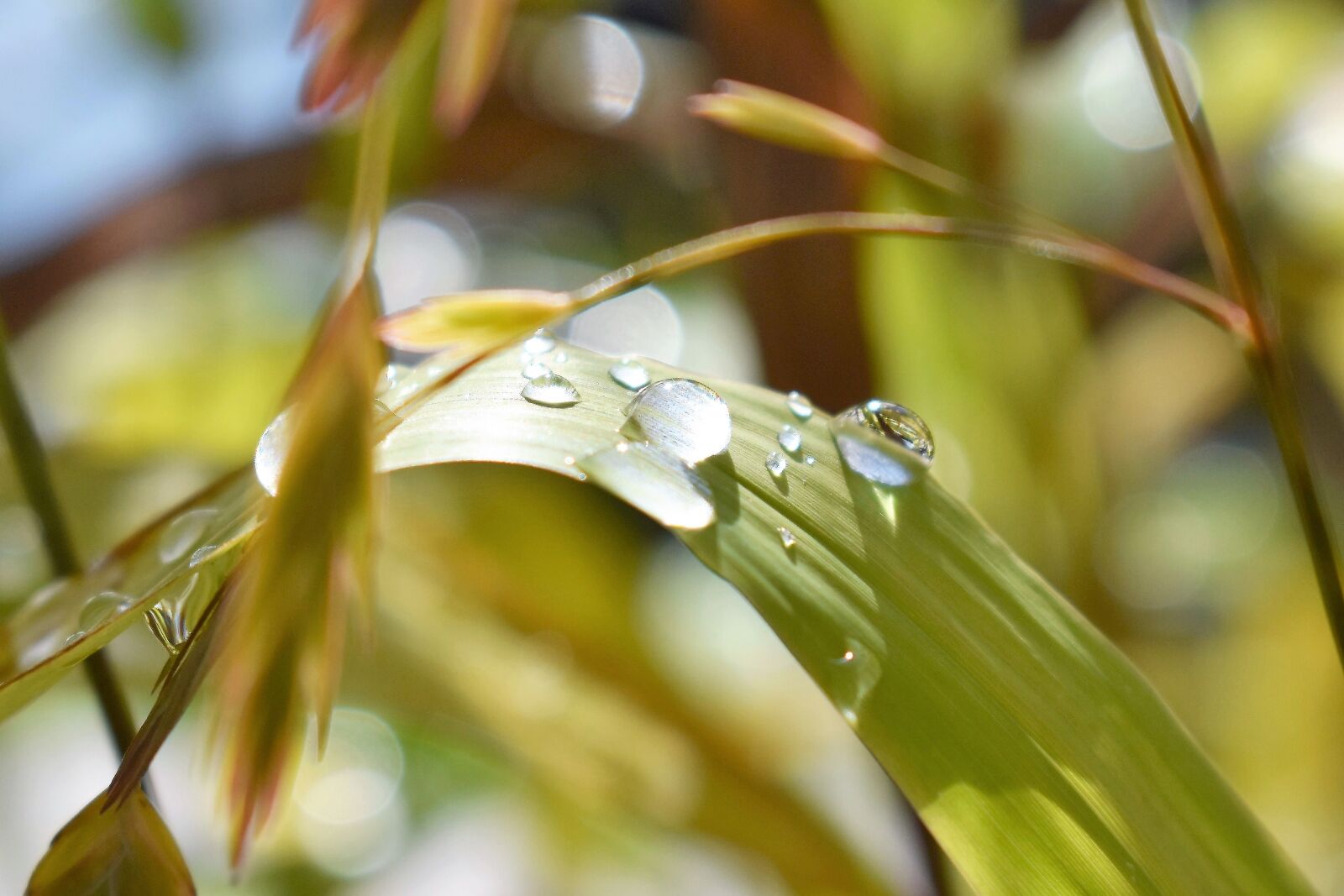 Nikon D5500 sample photo. Drop of water, nature photography