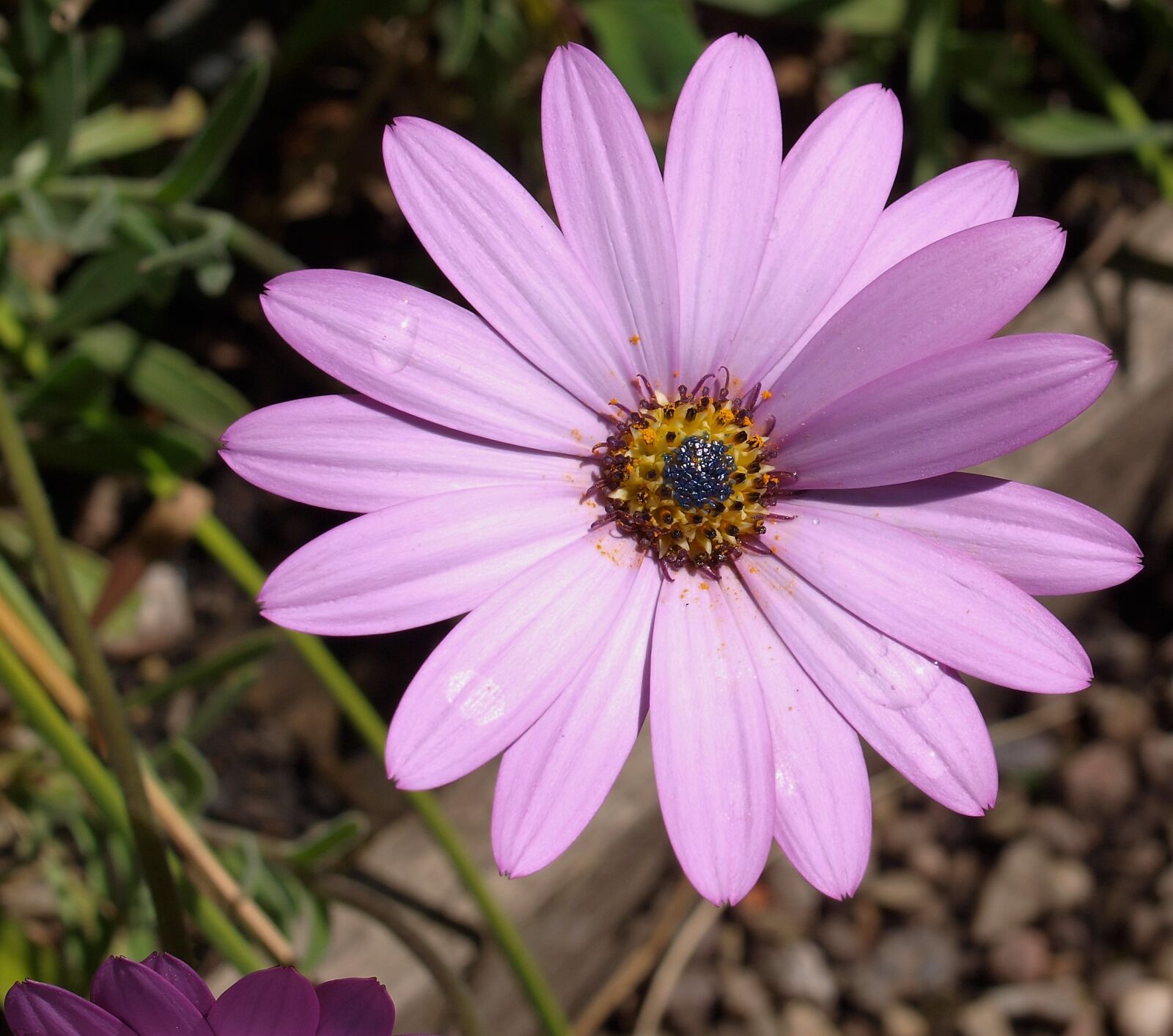 Olympus E-520 (EVOLT E-520) sample photo. Flora, nature, flower photography