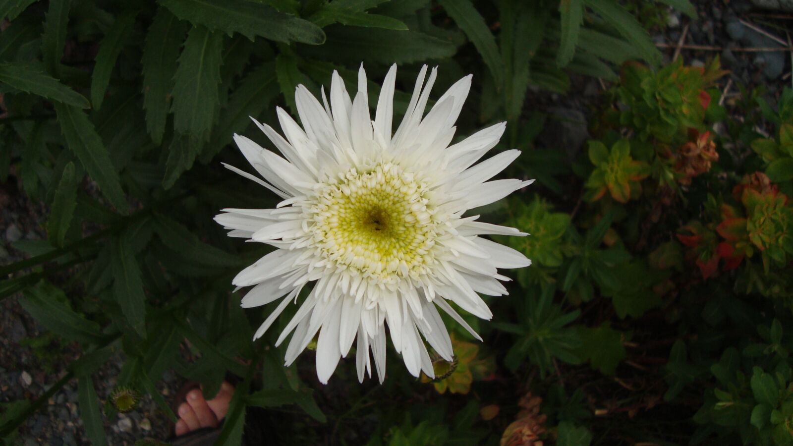Sony Cyber-shot DSC-W120 sample photo. Flower, white flower, bloom photography