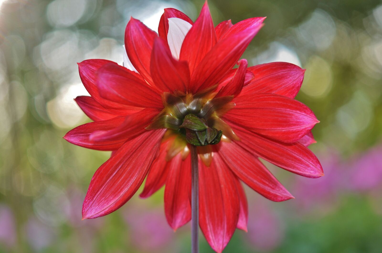 Nikon D7000 sample photo. Flower, natur, spring photography