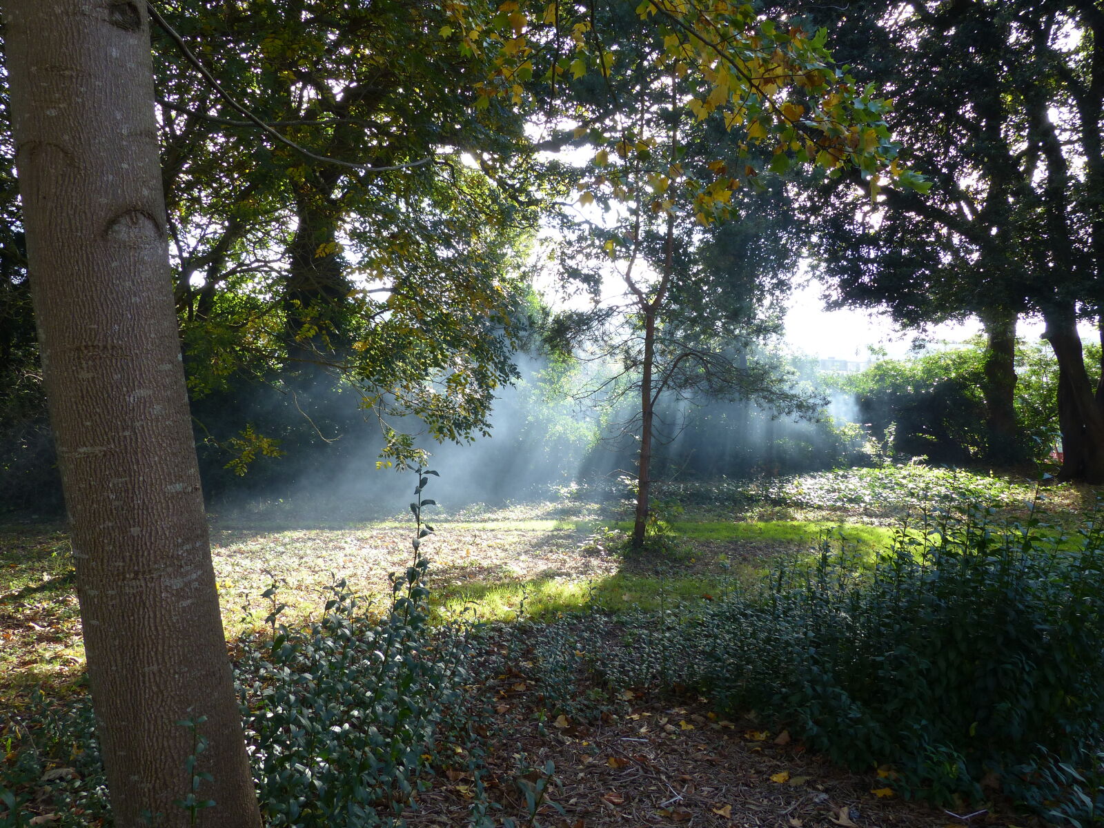 Panasonic Lumix DMC-FZ200 sample photo. Light, streaks, mist, smoke photography