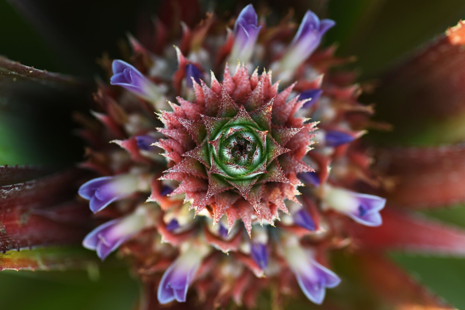 Nikon D7200 sample photo. Pineapple, fruit, health photography