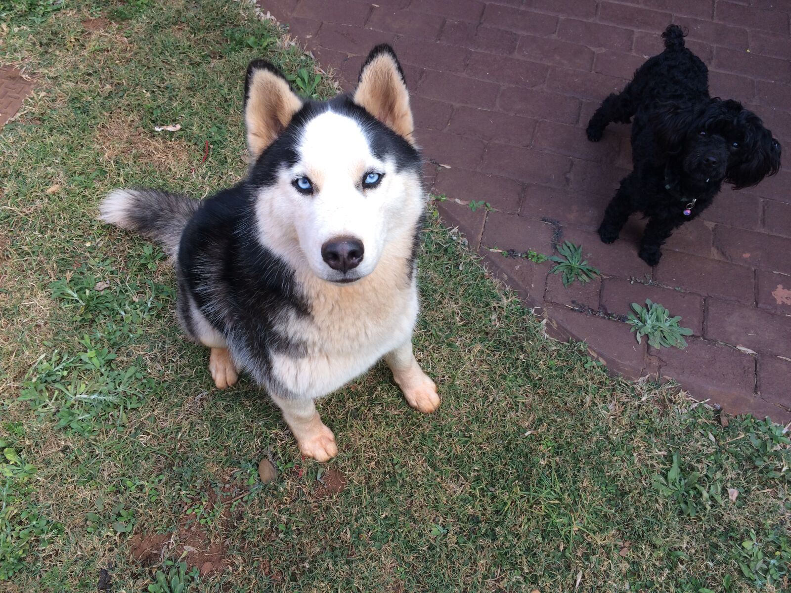 iPhone 5s back camera 4.15mm f/2.2 sample photo. Dogs, husky, love photography
