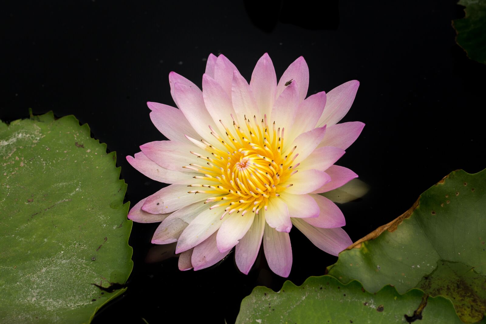 Canon EF 100mm F2.8L Macro IS USM sample photo. Water lily, nuphar lutea photography
