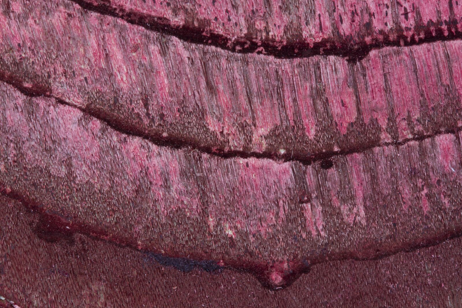 Canon EOS 50D sample photo. Wood, bark, structure photography