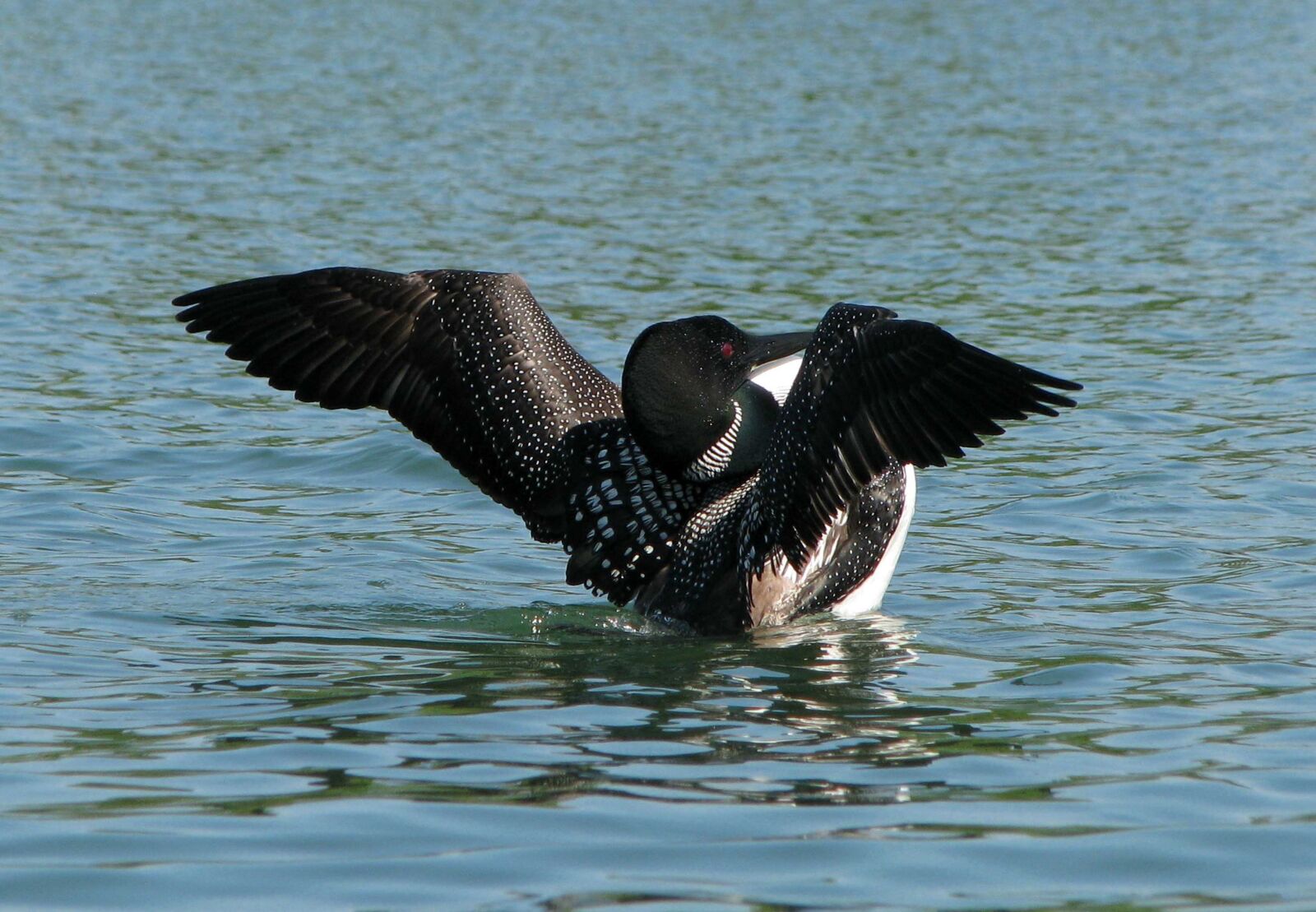 Canon POWERSHOT S5 IS sample photo. Common loon, great norther photography