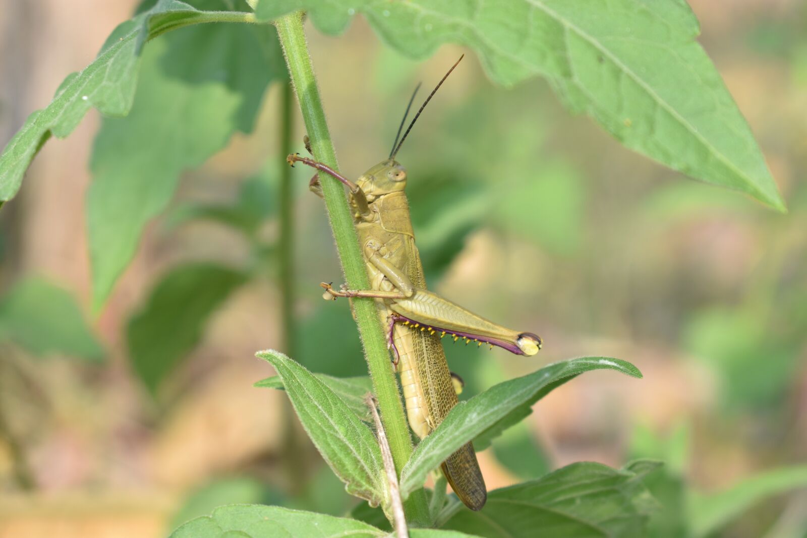 Nikon D3400 sample photo. Grasshopper, animal, insect photography