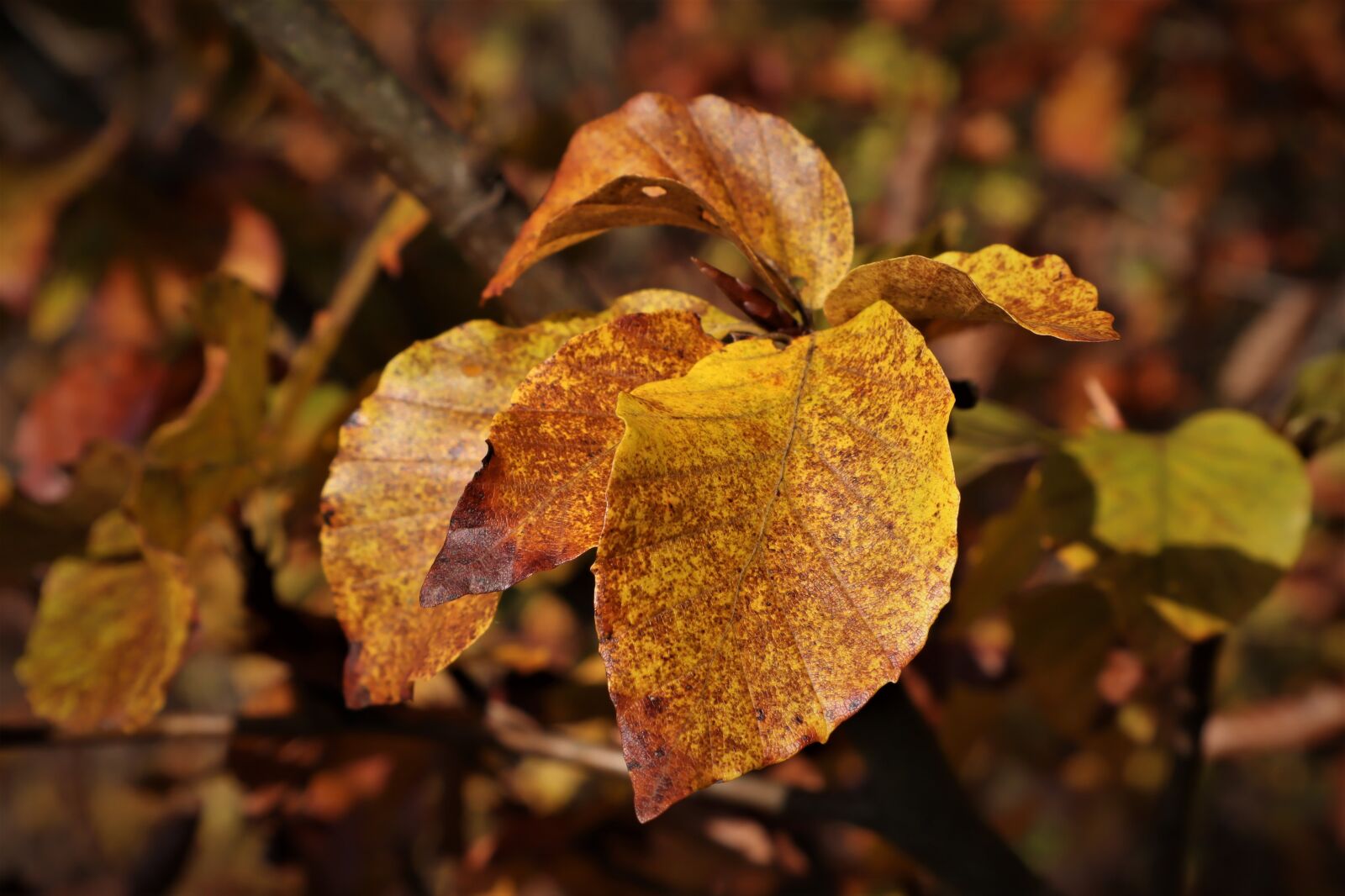 Canon EF-M 15-45mm F3.5-6.3 IS STM sample photo. Leaf, beech, wither photography