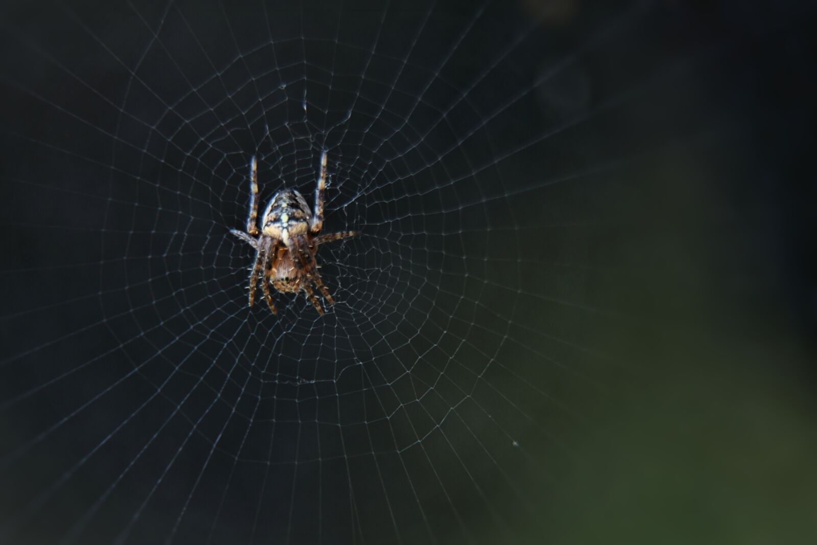 Nikon D3400 sample photo. Nature, spin, macro photography