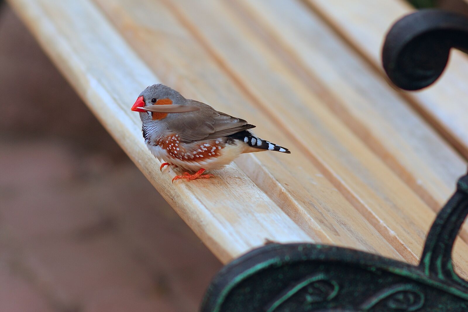 Sony Alpha DSLR-A350 sample photo. Exotic bird, small, animal photography