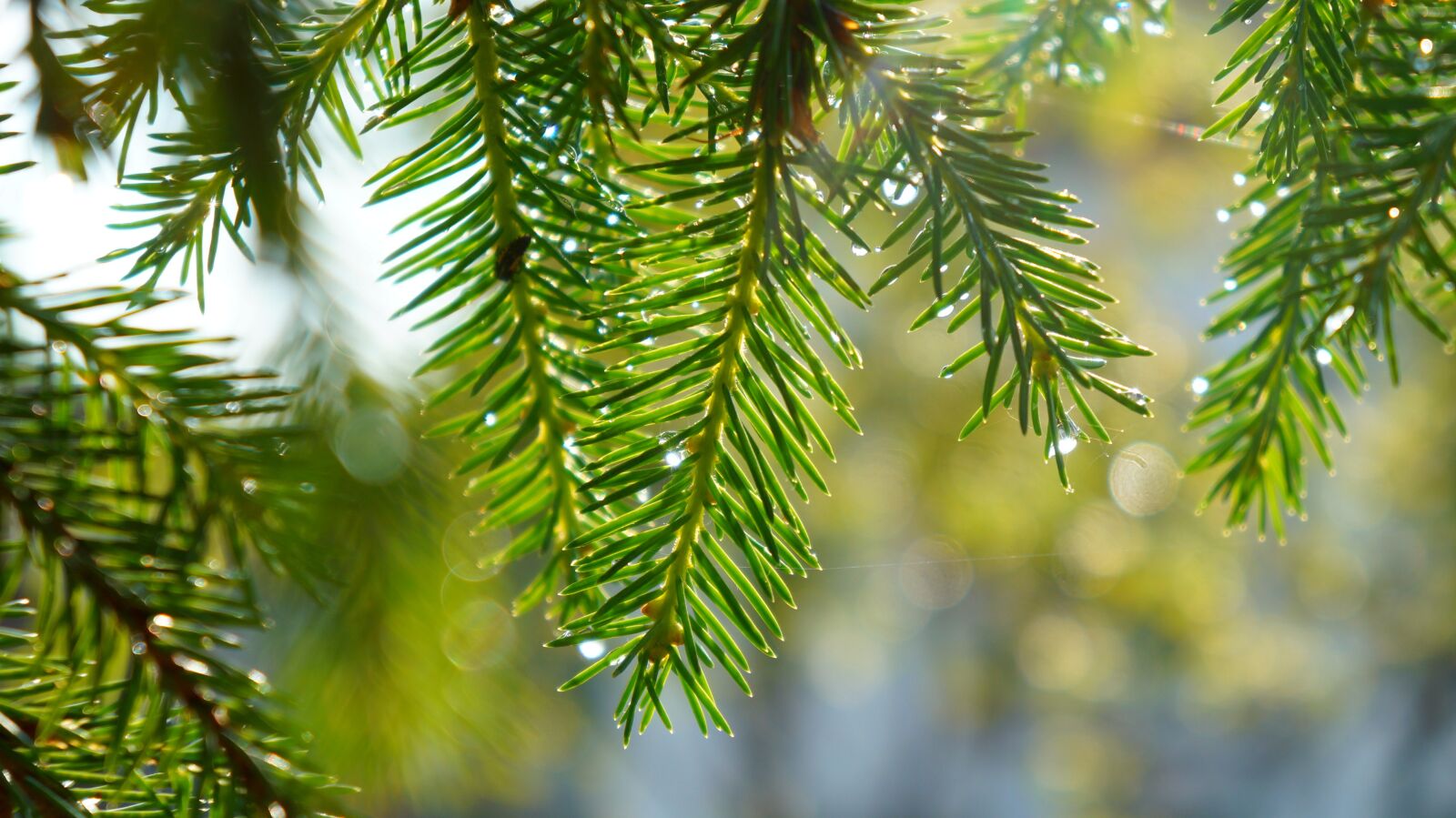 Sony Alpha a3000 + Sony E 18-55mm F3.5-5.6 OSS sample photo. Nature, plants, spruce photography