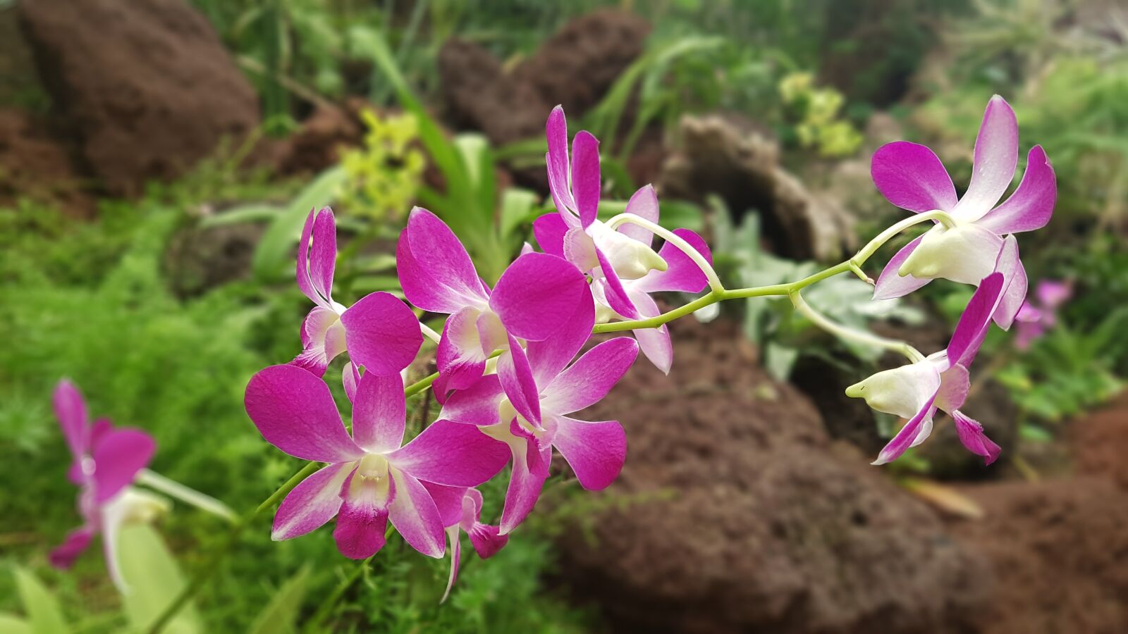 Samsung Galaxy S7 sample photo. Orchid, plant, flowers photography