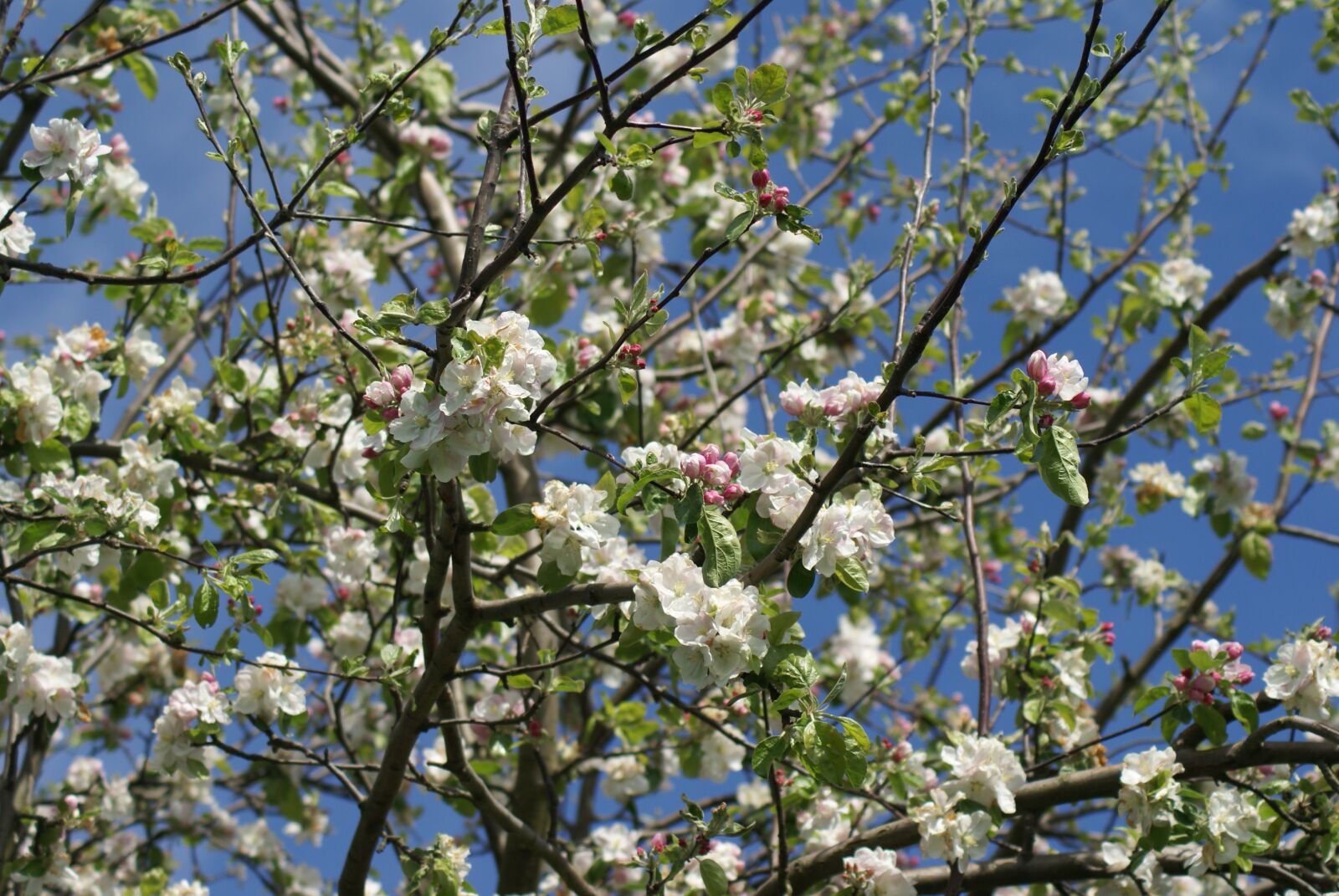 Sony Alpha DSLR-A100 sample photo. Spring, apfleblüten, tree photography