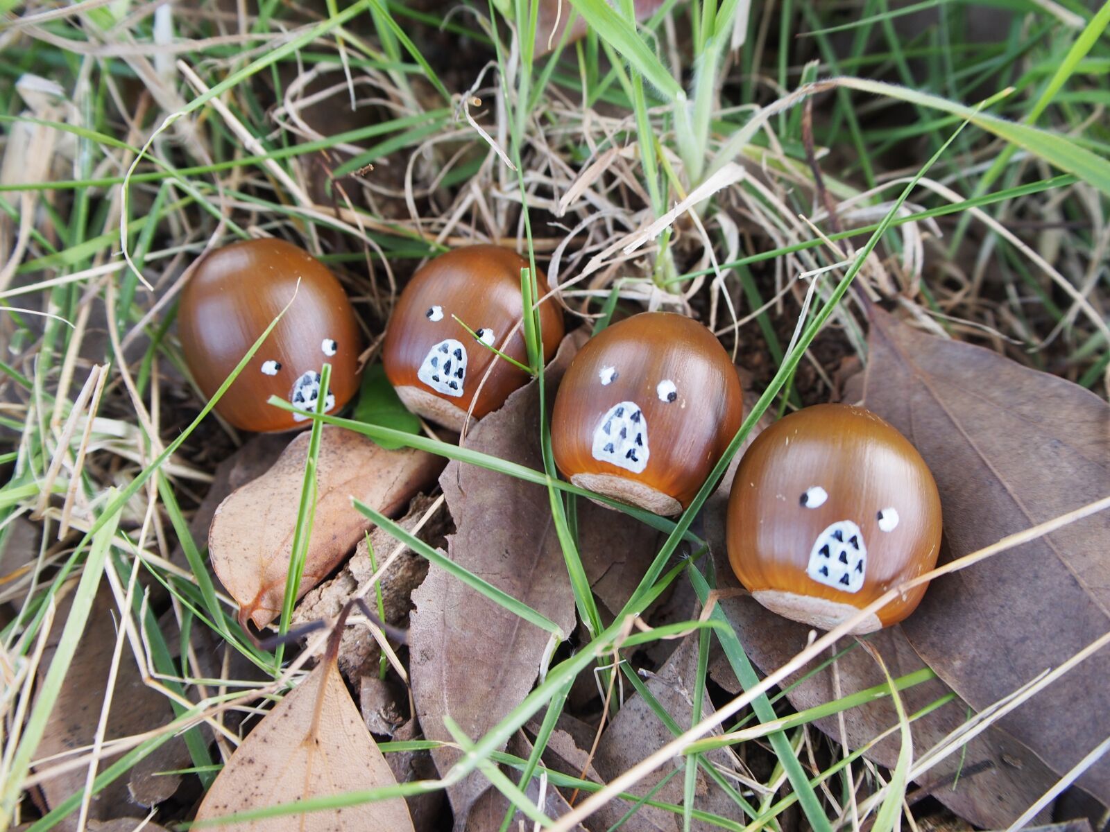 Olympus PEN E-PL6 sample photo. Natural, acorn, friend photography