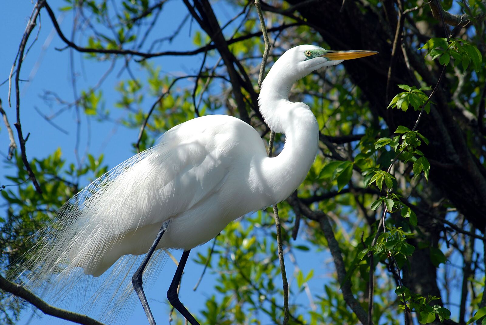 Nikon D200 sample photo. Great white egret, heron photography
