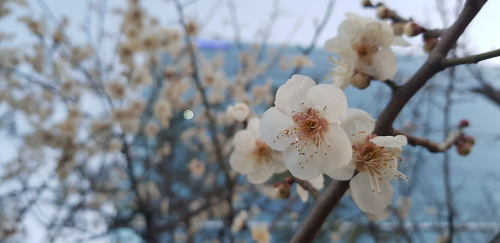 Samsung Galaxy S8 sample photo. Spring, flowers, cherry blossom photography