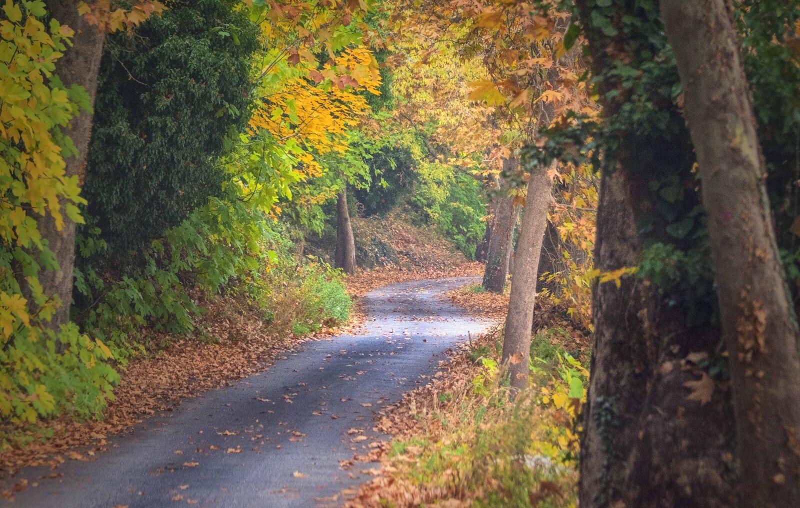Nikon D7200 sample photo. Trees, road, autumn photography