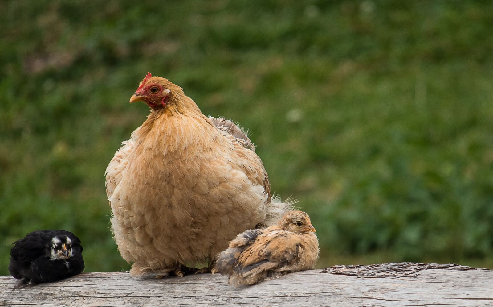 Canon EF-S 55-250mm F4-5.6 IS STM sample photo. Chicks, chicken, hen photography