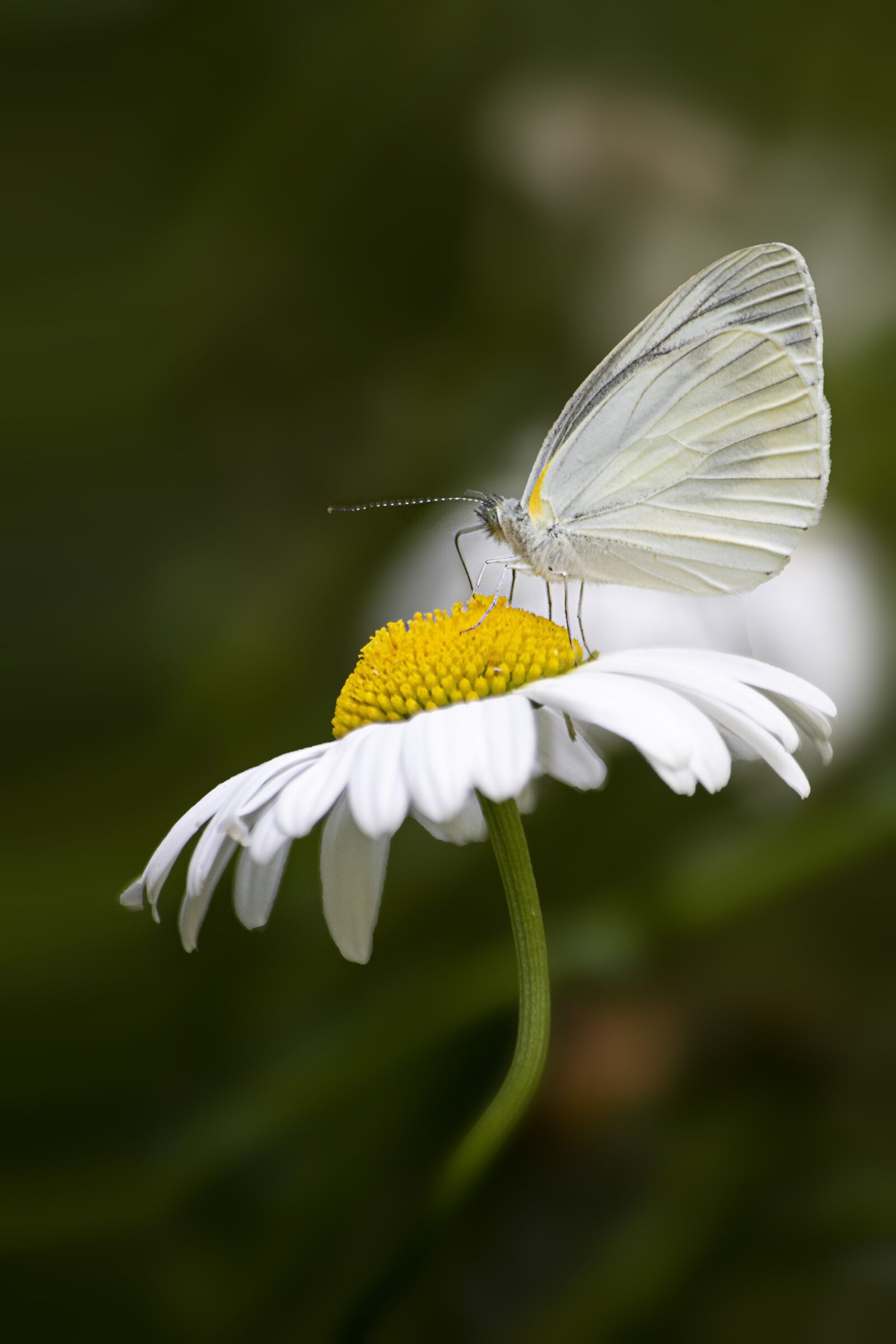 Canon EOS 7D Mark II sample photo. Butterfly, insects, nature photography