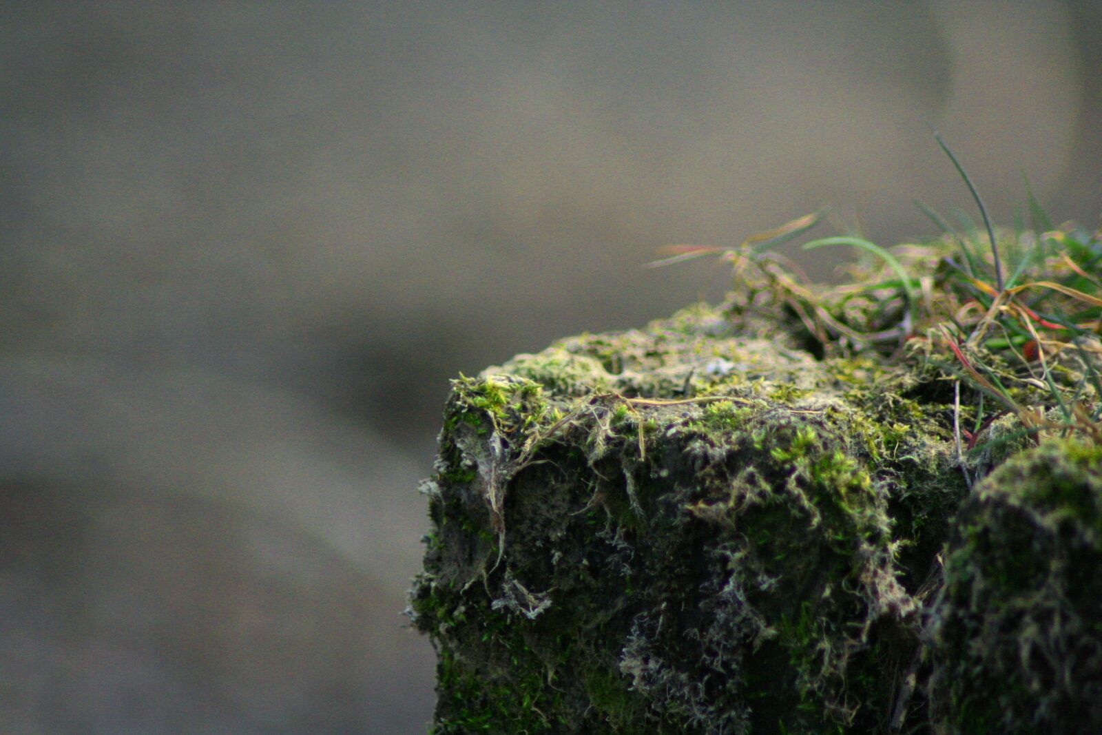 Canon EOS 350D (EOS Digital Rebel XT / EOS Kiss Digital N) sample photo. Moss, close up, nature photography