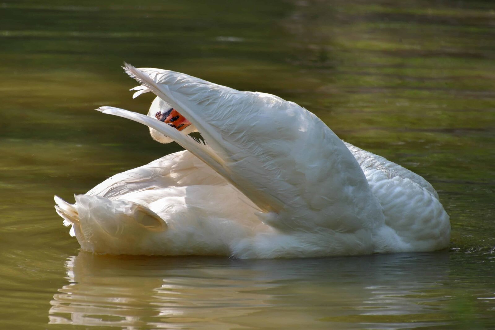 Nikon D500 sample photo. Lake, bird, wildlife, waterfowl photography