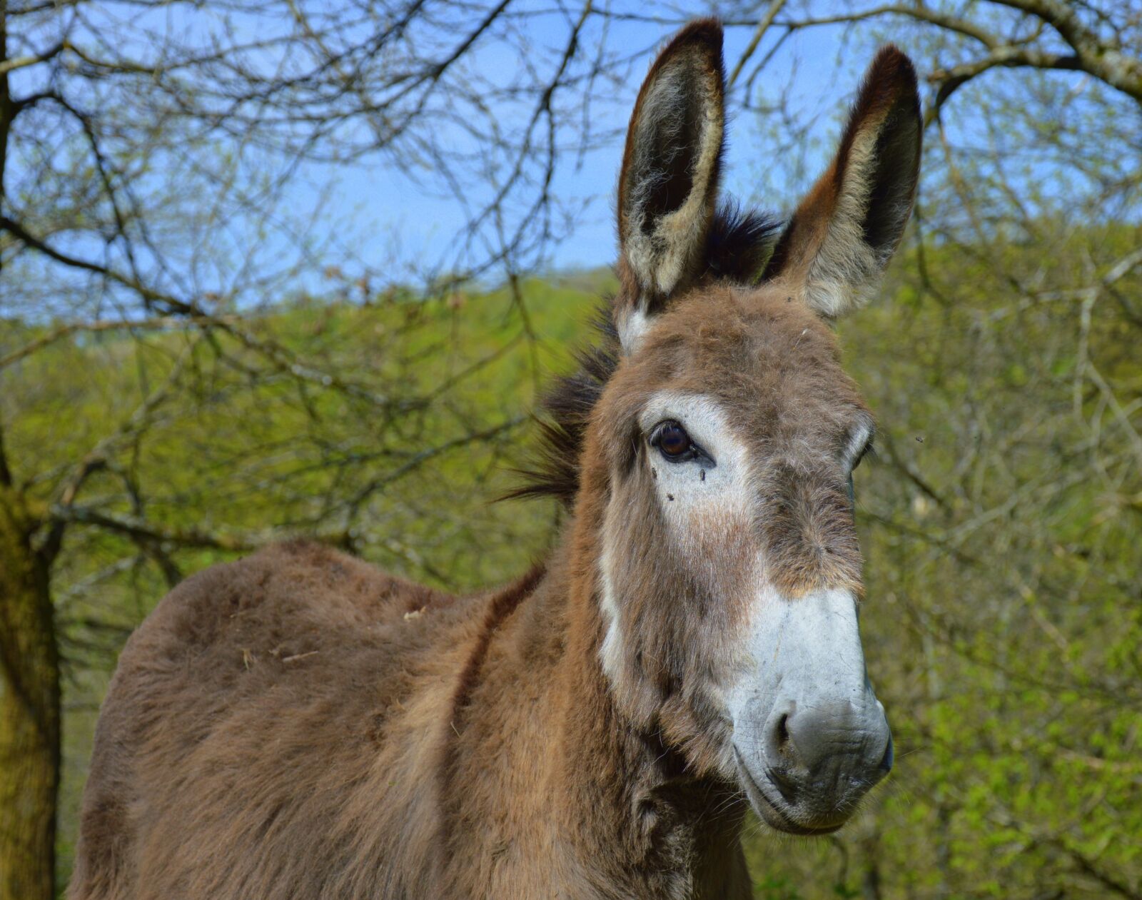 Nikon D3200 sample photo. Ass of the cotentin photography