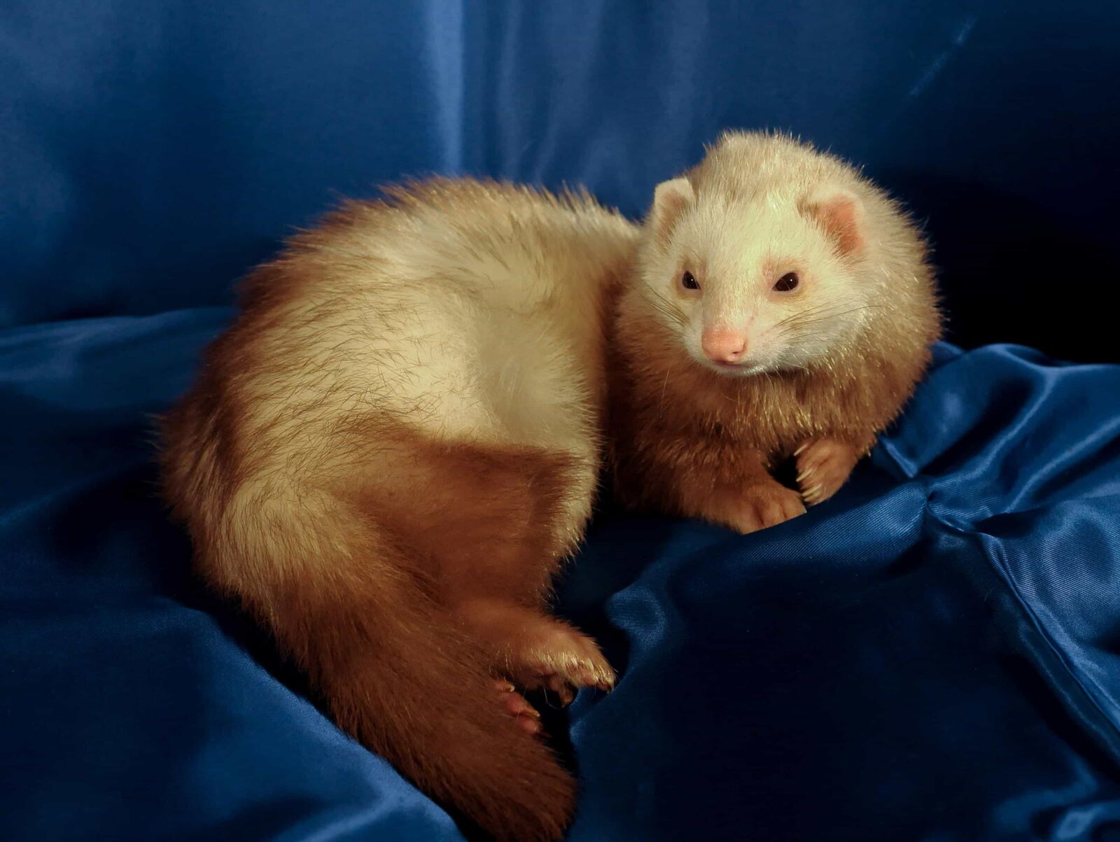 Nikon D300 sample photo. Weasel, fur, animal, mammal photography