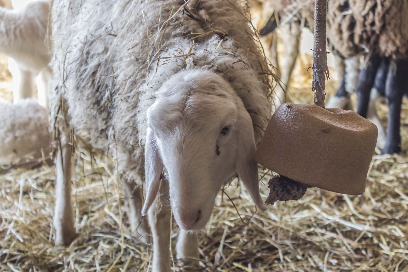 Canon EOS 600D (Rebel EOS T3i / EOS Kiss X5) sample photo. Sheep, farm, lamb photography
