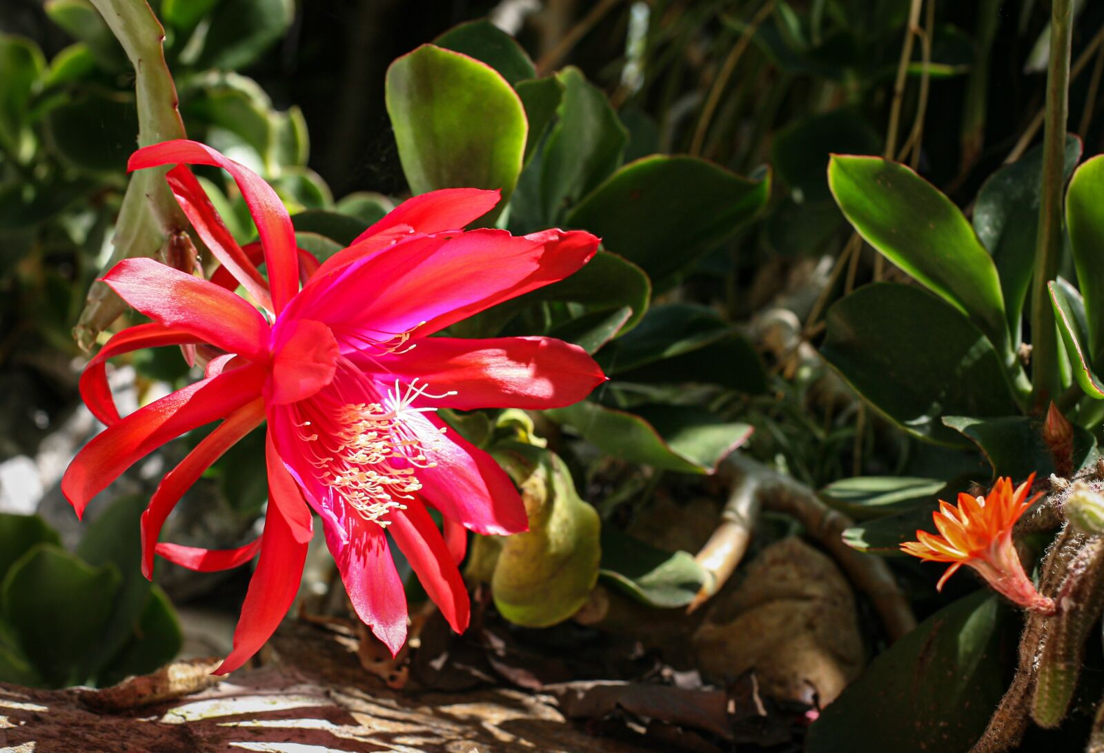 Canon EOS 5D sample photo. Flower garden, ornamental trees photography
